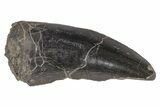 Rare, Megalosaurid (Marshosaurus) Tooth - Colorado #218316-1